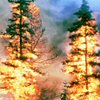 Fire Disaster Info