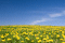Green Grass