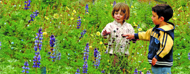 Two young children in a field of flowers