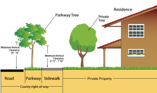 Parkway Trees